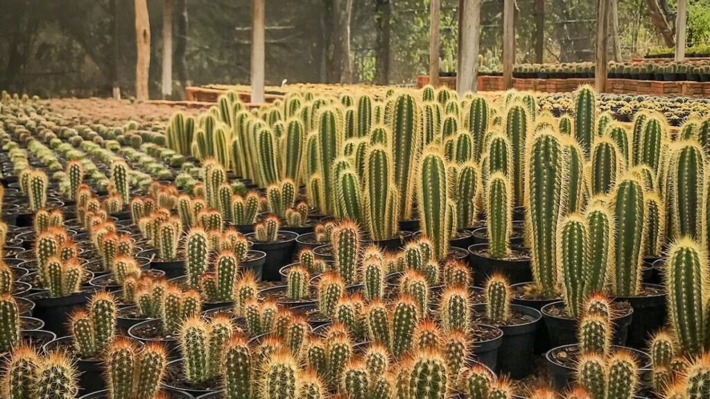 12 Dicas Fundamentais para saber como plantar cactos 1 Plantação de cactos em uma estufa