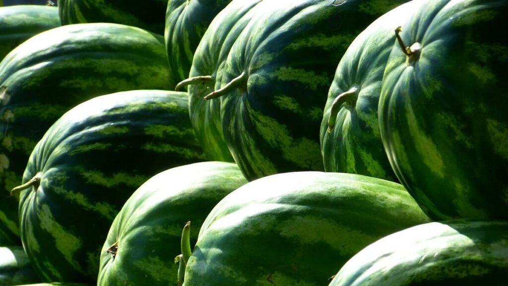 Como plantar melancia: Veja 11 dicas fundamentais! 2 Diversas melancias recém colhidas