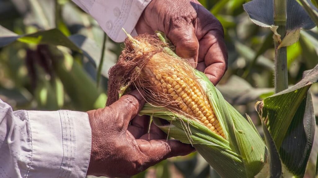 Aprenda o passo a passo e saiba como plantar milho + 11 Dicas! 2 Pessoa conferindo se milho está pronto para ser colhido