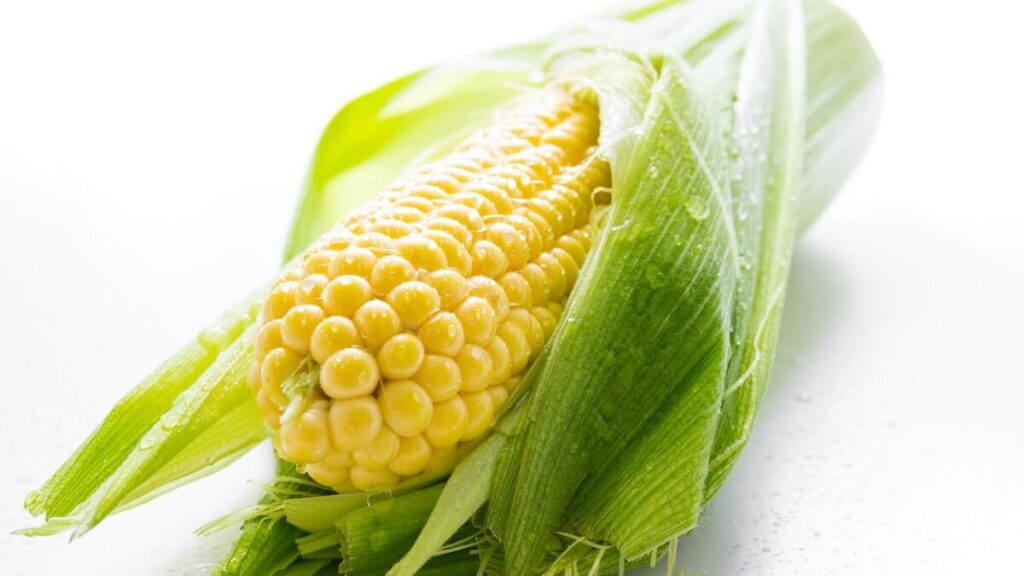 Aprenda o passo a passo e saiba como plantar milho + 11 Dicas! 5 Milho cozido com palha verde
