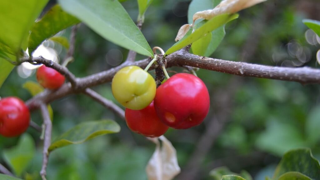 Veja como plantar acerola no quintal de casa de um jeito simples! 2 Acerola no galho