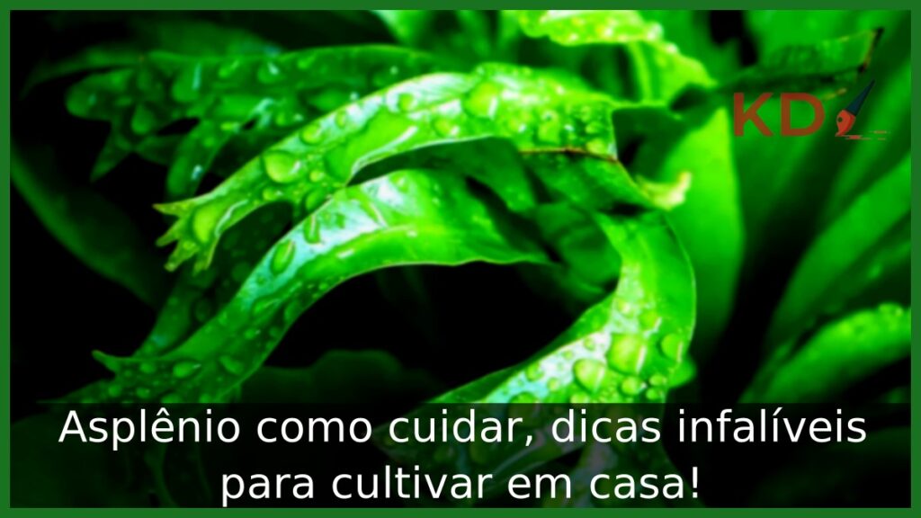 Asplênio como cuidar, dicas infalíveis para cultivar em casa! 1 Asplênio como cuidar