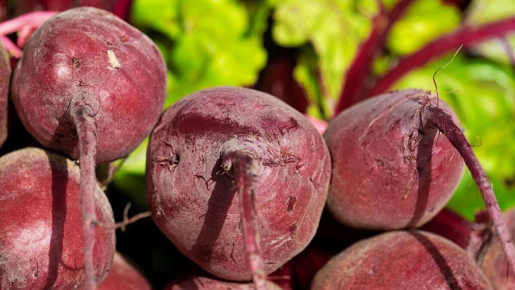 Como plantar beterraba, confira 7 dicas essenciais para se ter um bom cultivo! 3 Beterraba colhida