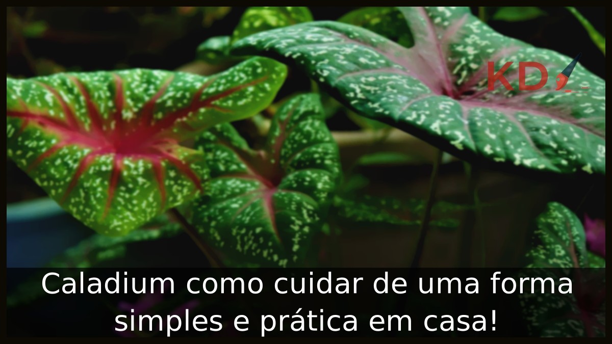 Caladium como cuidar