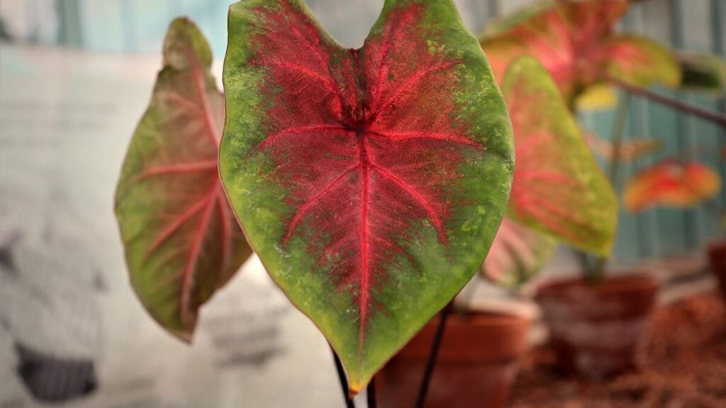 Caladium no jardim
