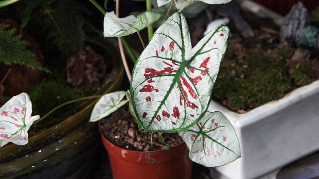 Caladium no vaso
