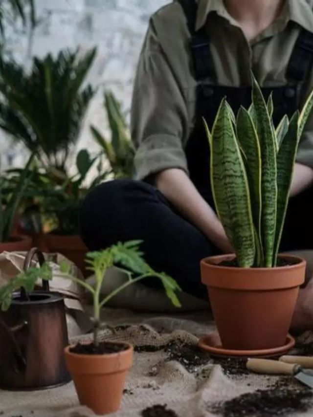 Plantas que atraem riqueza