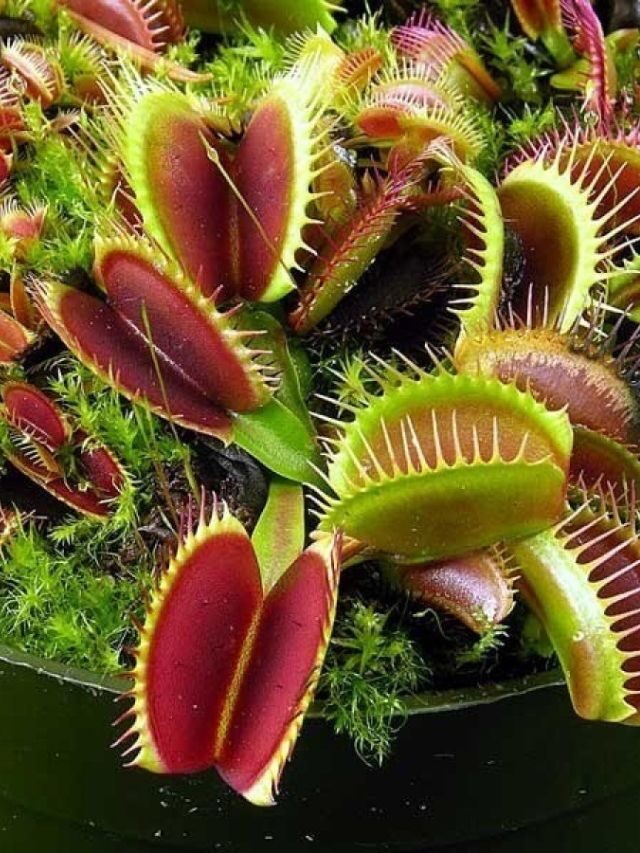 Como cuidar de planta carnívora? 7 dicas básicas para o cuidado