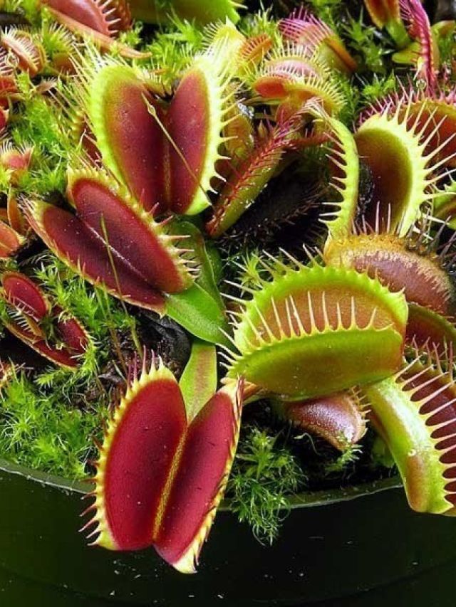 Como cuidar de planta carnívora?