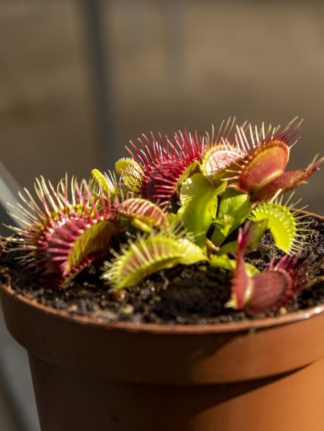 Planta carnívora Dionaea muscipula: conheça a incrível “apanha moscas”