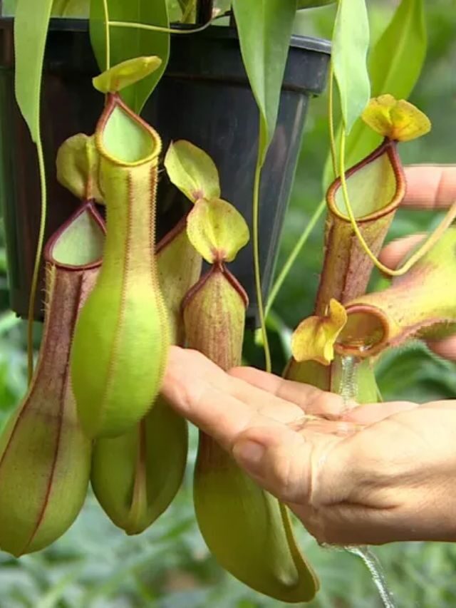 Como conseguir semente de planta carnívora? 4 opções para comprar