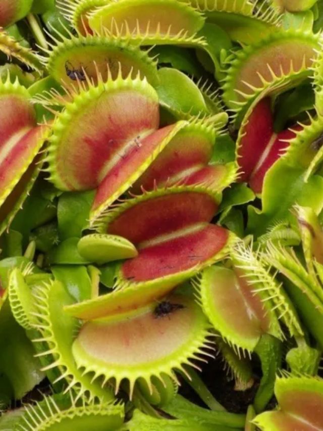 Plantas carnívoras: conheça as espécies mais comuns