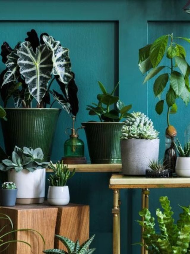 6 plantas que atraem prosperidade para ter na sua casa