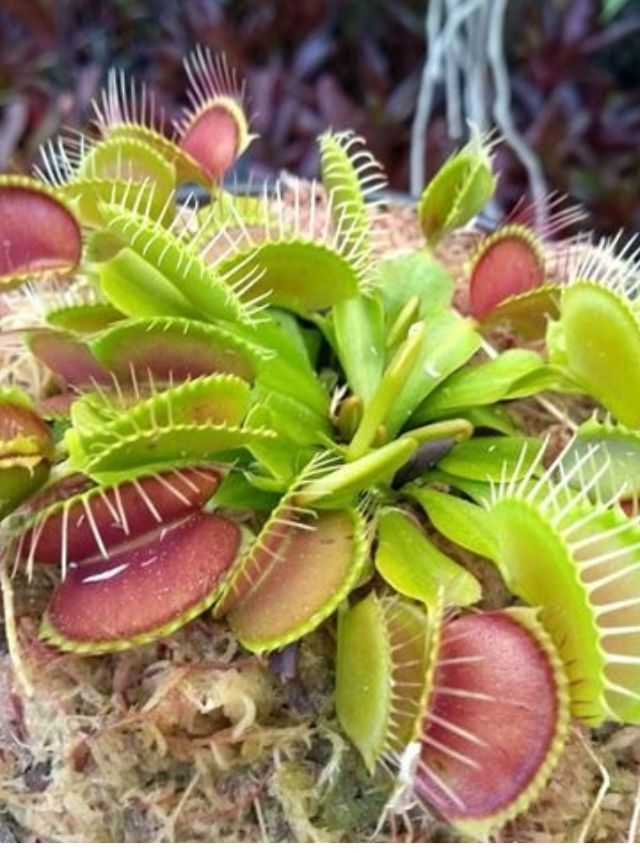 espécies de plantas carnívoras fascinantes