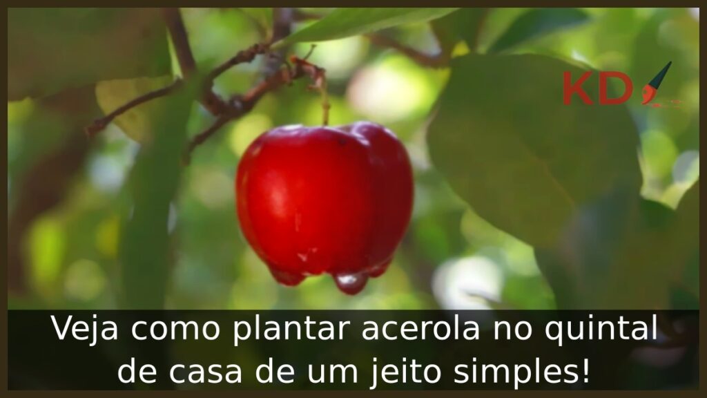 Veja como plantar acerola no quintal de casa de um jeito simples! 1 Como plantar acerola
