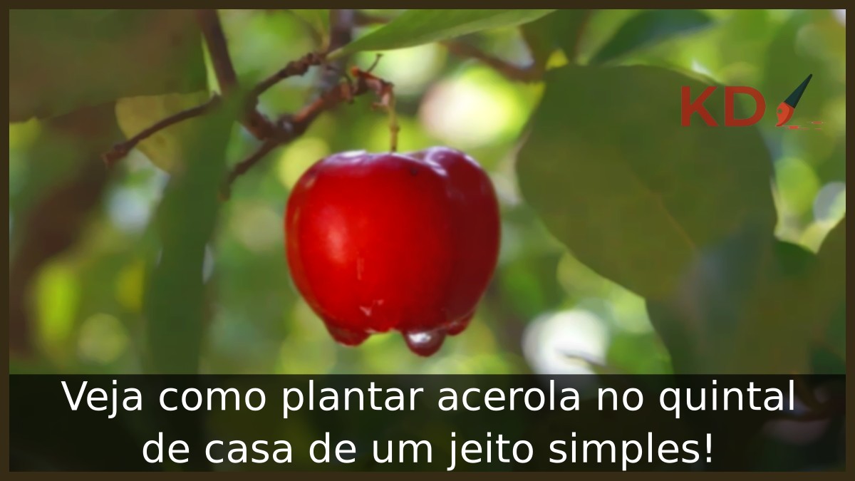 Como plantar acerola
