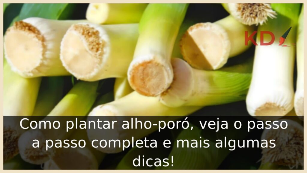 Como plantar alho-poró, veja o passo a passo completa e mais algumas dicas! 1 Como plantar alho-poró