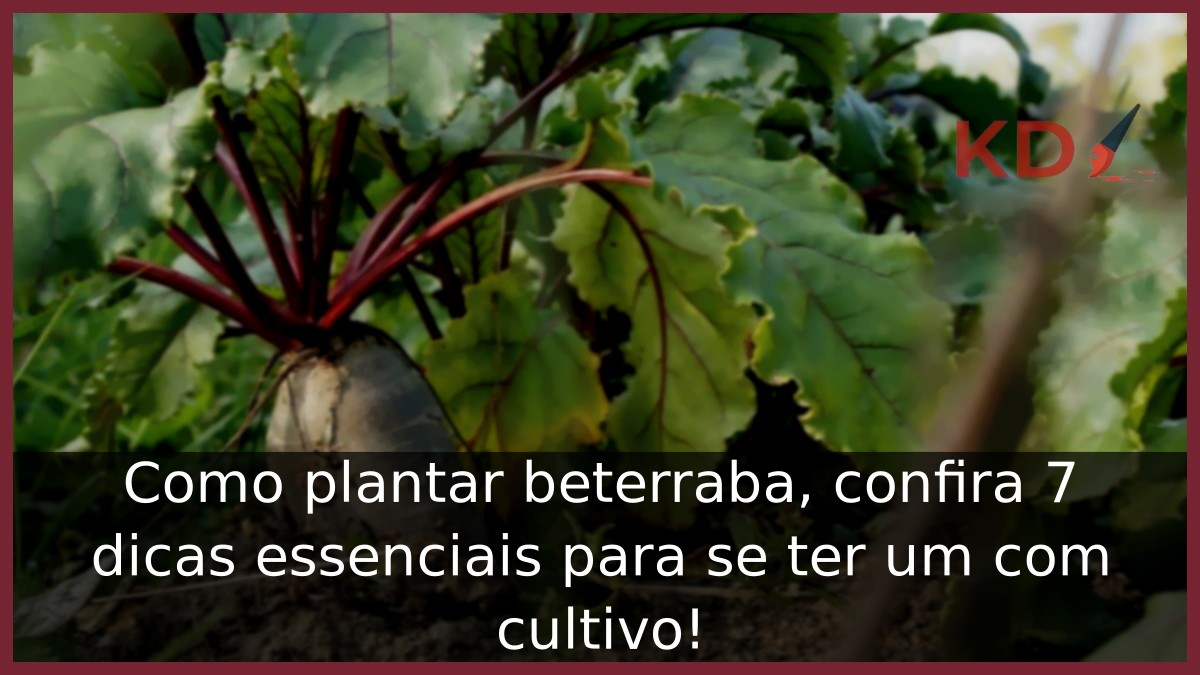 Como plantar beterraba
