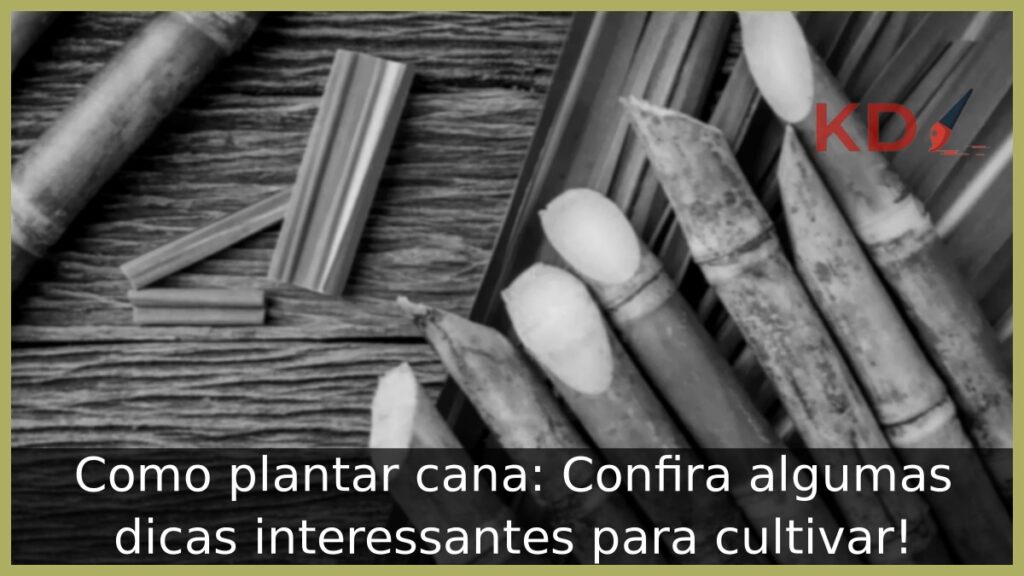 Como plantar cana: Confira algumas dicas interessantes para cultivar! 1 Como plantar cana