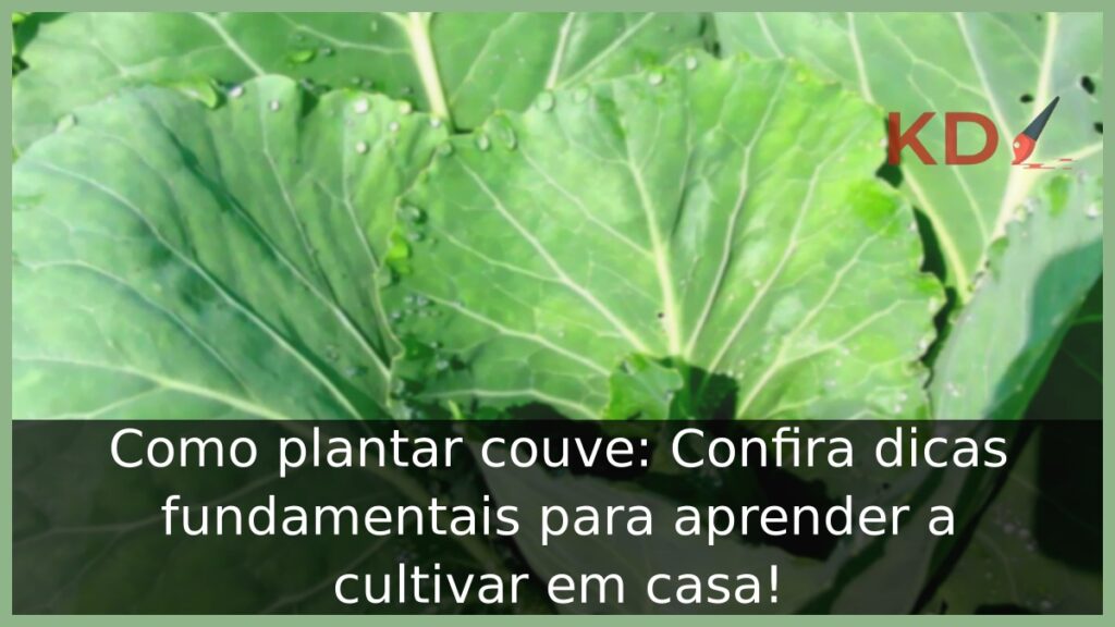 Como plantar couve: Confira dicas fundamentais para aprender a cultivar em casa! 1 Como plantar couve