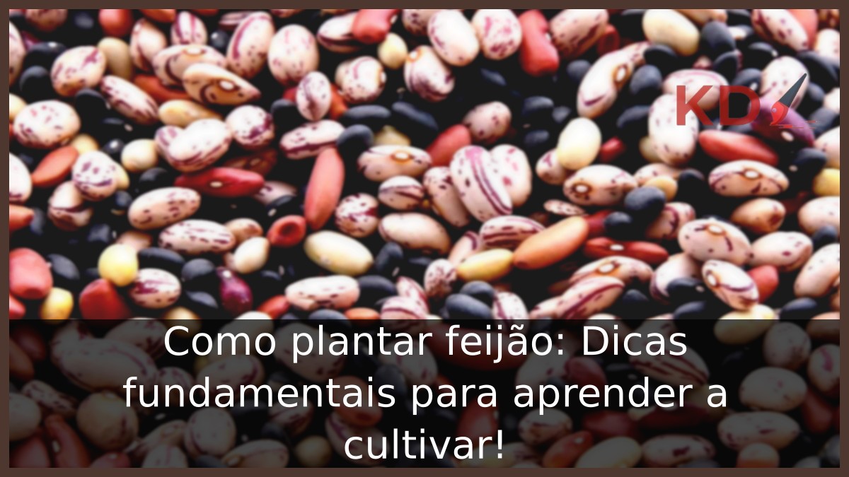 Como plantar feijão