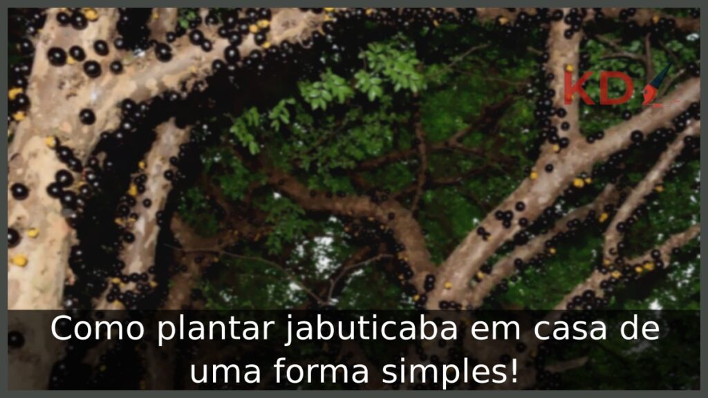 Como plantar jabuticaba em casa de uma forma simples! 1 Como plantar jabuticaba