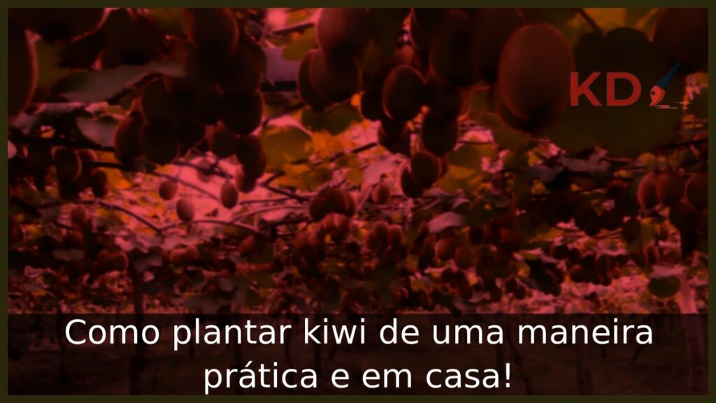 Como plantar Kiwi