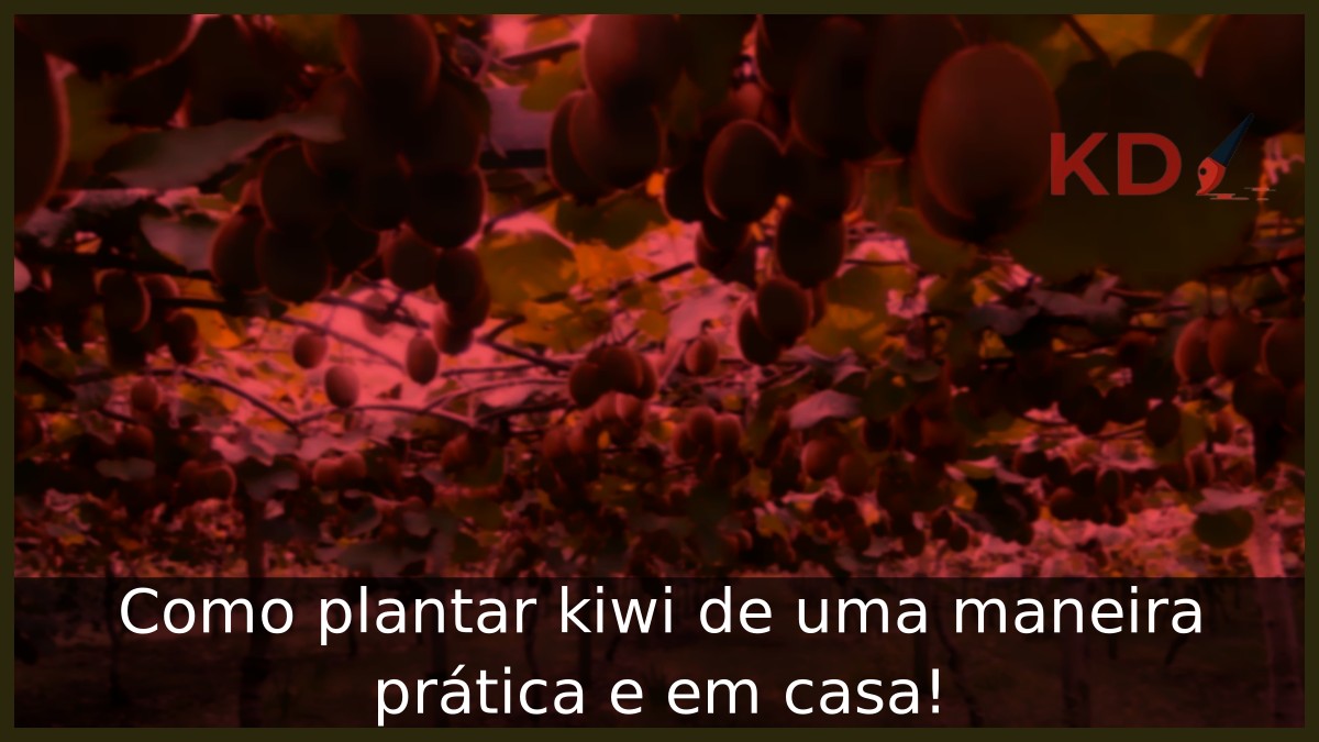 Como plantar Kiwi