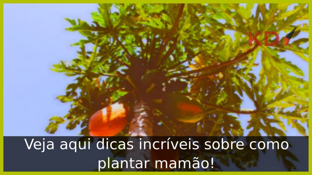 Como plantar mamão? Veja aqui dicas incríveis 1 Como plantar mamão