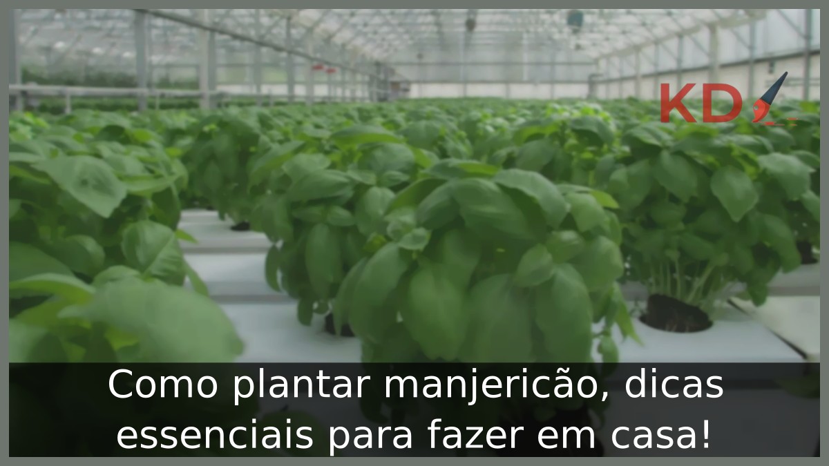 Como plantar manjericão