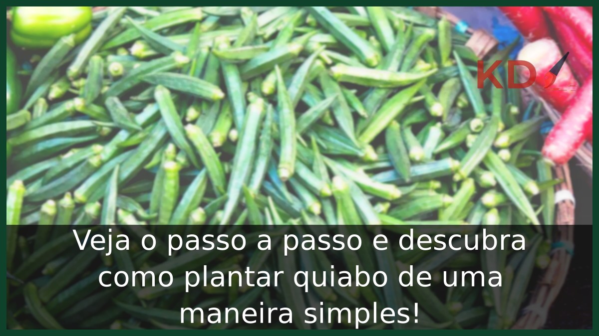 Como plantar quiabo