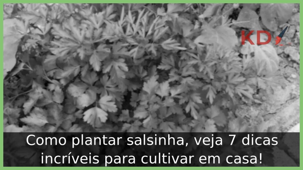 Como plantar salsinha, veja 7 dicas incríveis para cultivar em casa! 1 Como plantar salsinha