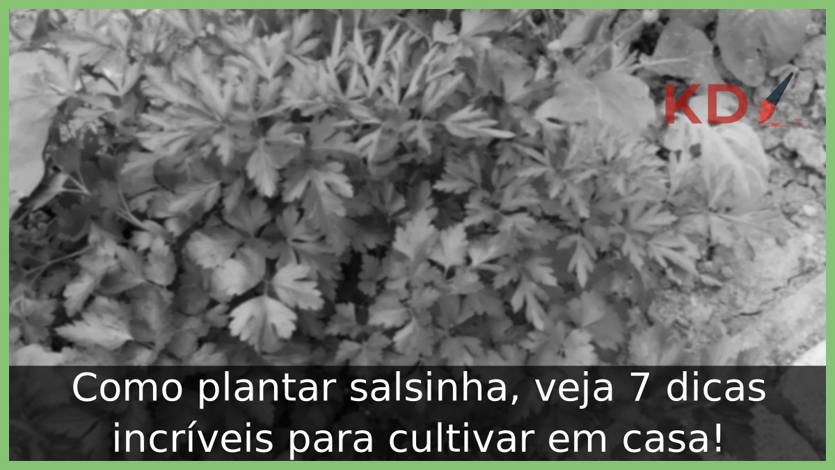 Como plantar salsinha