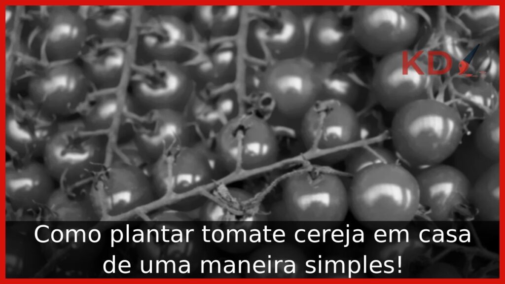 Como plantar tomate cereja