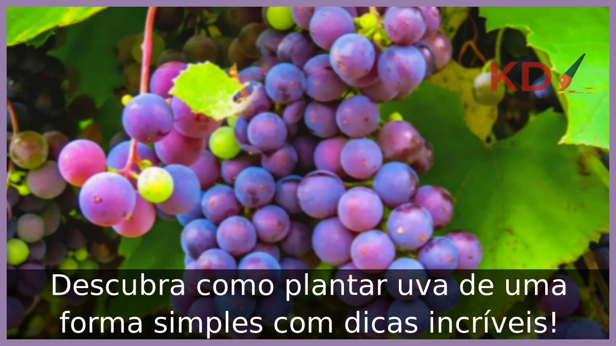 Como plantar uva