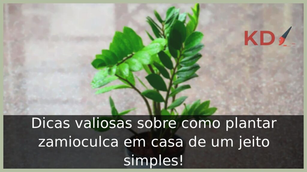 Como plantar zamioculca, veja dicas valiosas! 1 Como plantar zamioculca