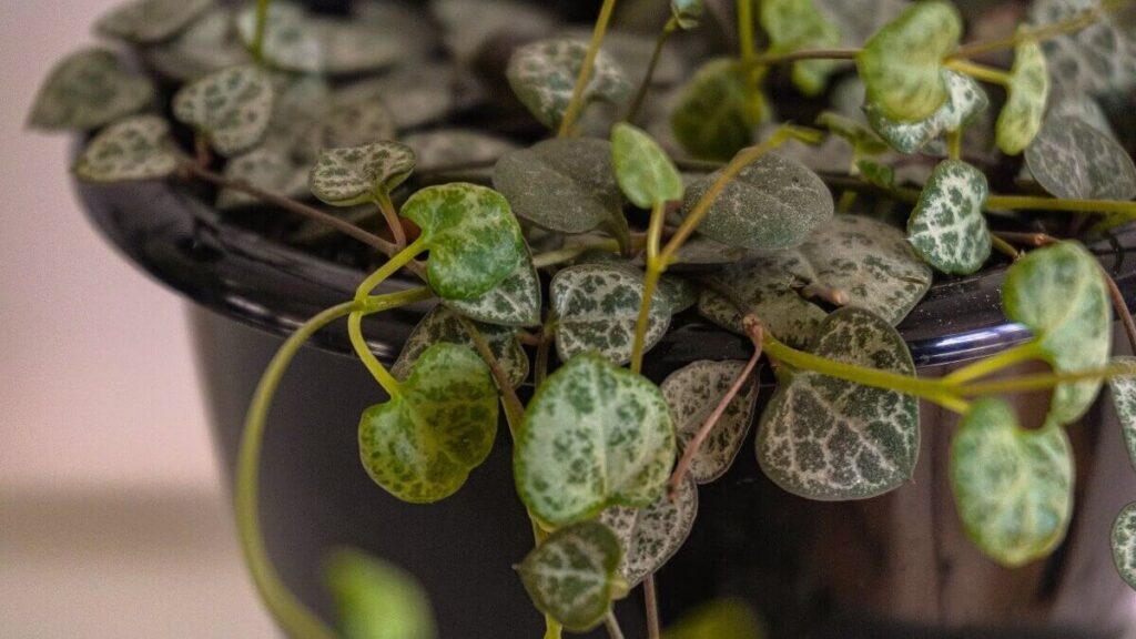 Coração emaranhado como cuidar em casa com dicas simples! 3 Coração emaranhado como cuidar no vaso