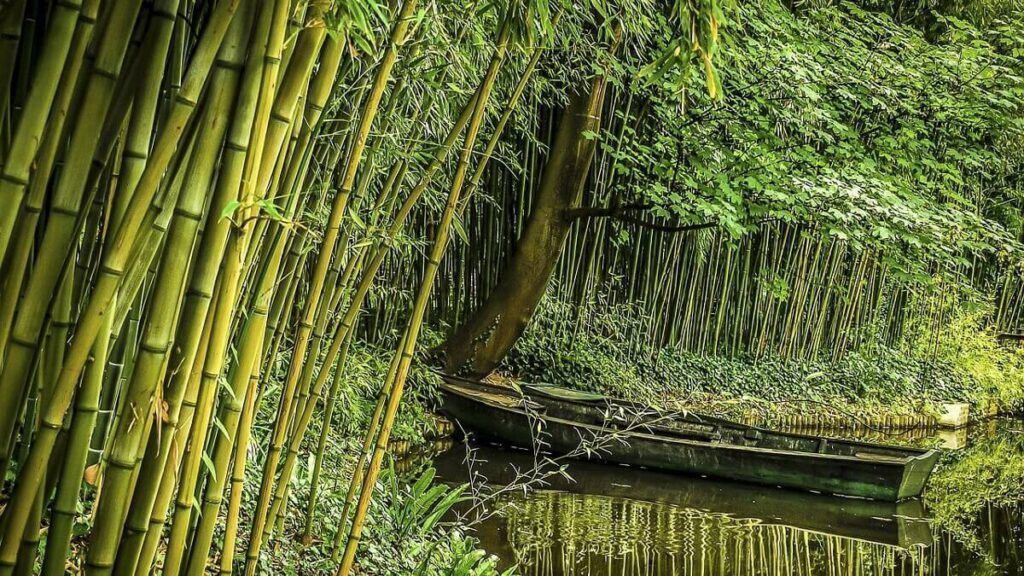 Floresta de bambus