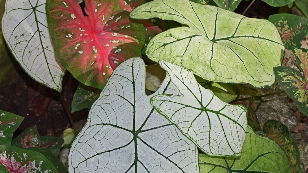 Folhas de caladium