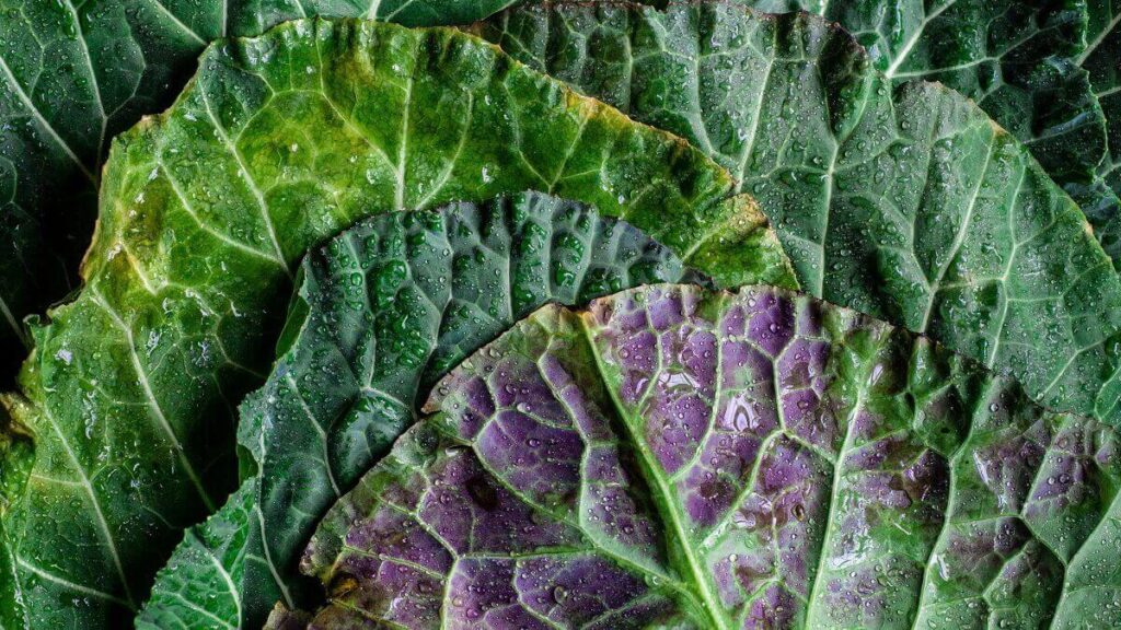 Como plantar couve: Confira dicas fundamentais para aprender a cultivar em casa! 2 Folhas de couve
