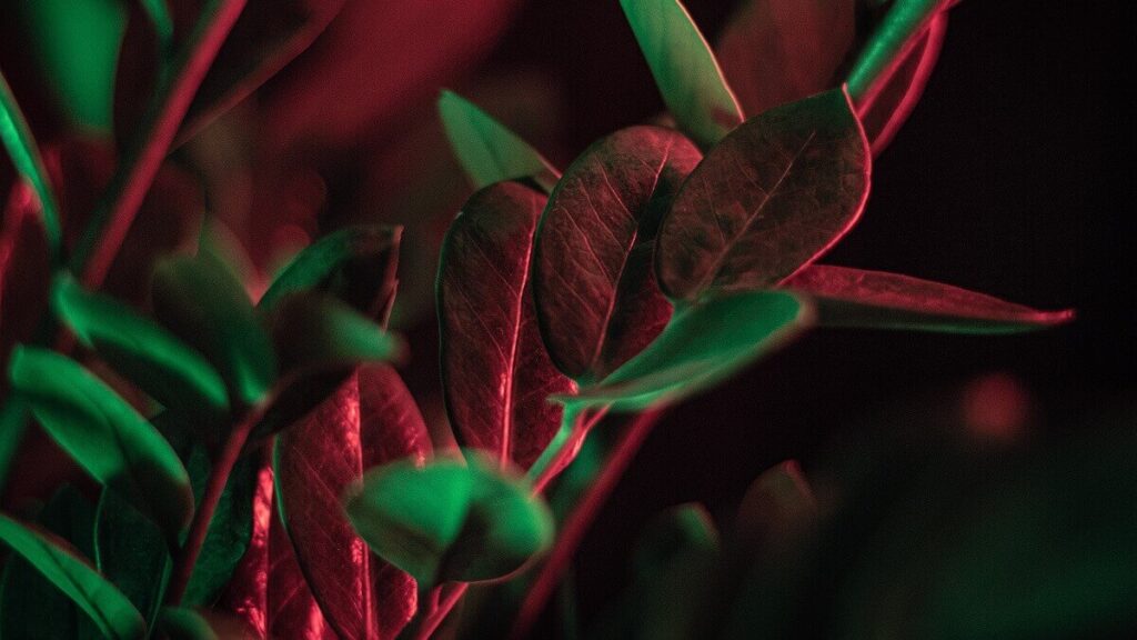 Como plantar zamioculca, veja dicas valiosas! 2 Folhas de zamioculca