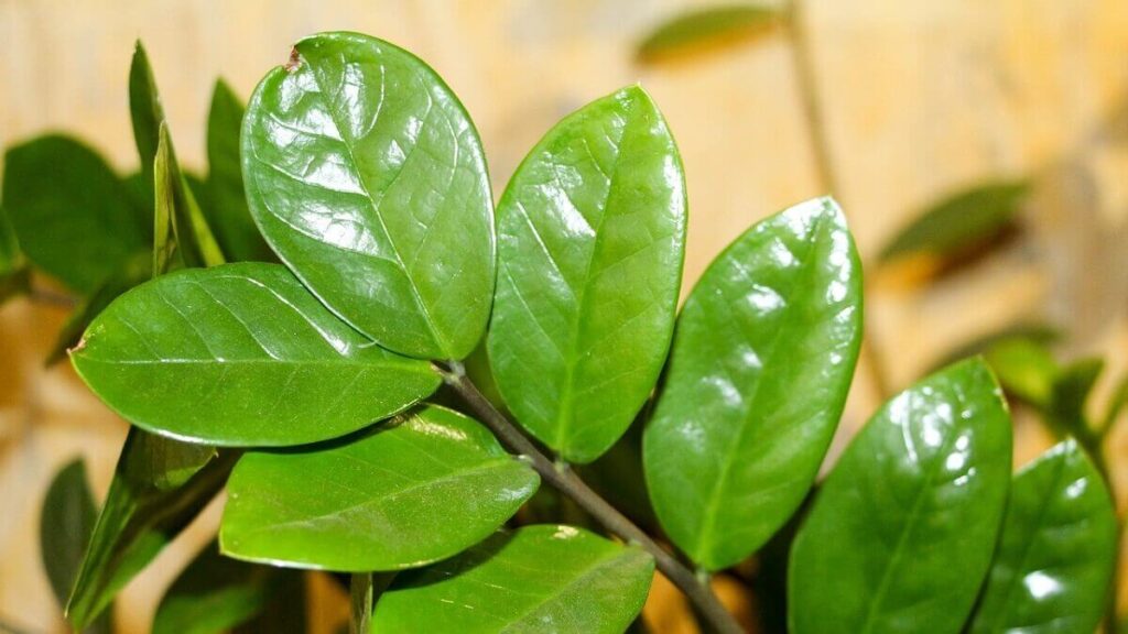 Como regar Zamioculca? Confira dicas para manter a planta saudável! 1 Como regar Zamioculca