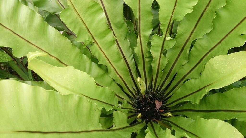 Asplênio como cuidar, dicas infalíveis para cultivar em casa! 2 Interior de asplênio