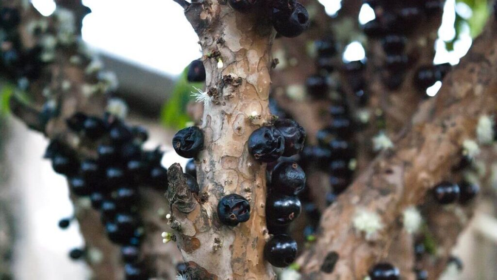 Como plantar jabuticaba em casa de uma forma simples! 2 Jabuticaba no galho