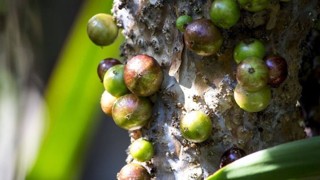 Como plantar jabuticaba em casa de uma forma simples! 3 Jabuticaba verde