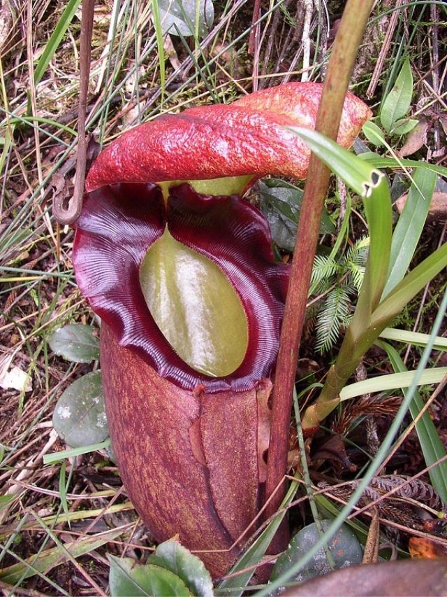 maior planta carnívora do mundo