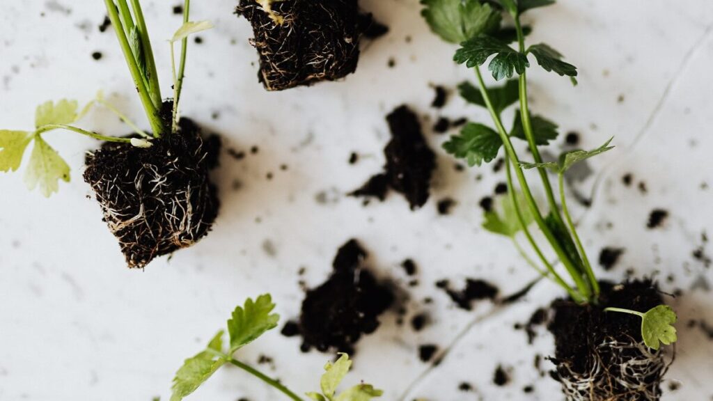 Como plantar salsinha, veja 7 dicas incríveis para cultivar em casa! 2 Mudas de salsinha