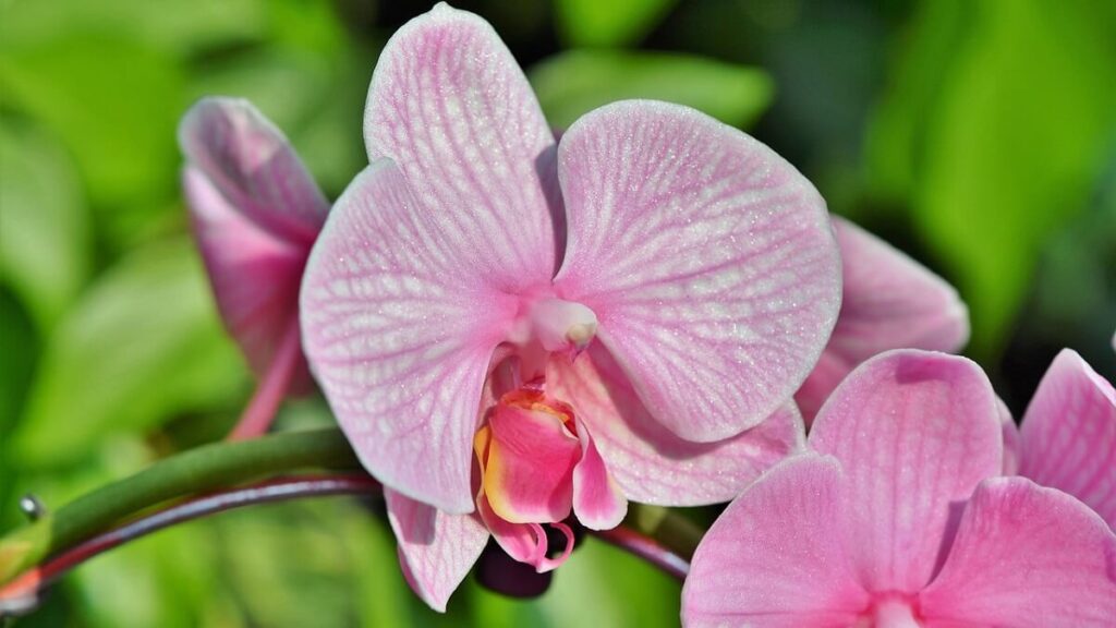Orquídea no jardim