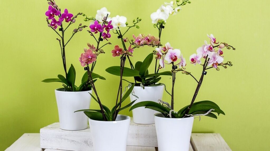 Orquídeas em vasos