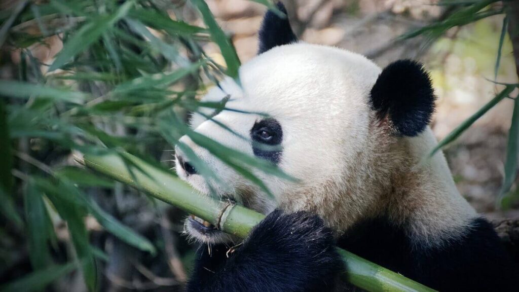 Panda comendo bambu